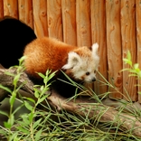 Příznivci brněnské zoo vybírají jméno pro mládě pandy